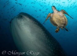 I found these two to make an excellent underwater crime f... by Morgan Riggs 